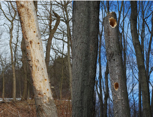 woodpecker trees.jpg